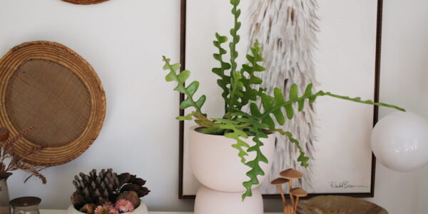 This Is The Next Big Thing in Houseplants (But It’s Extremely Hard to Find)