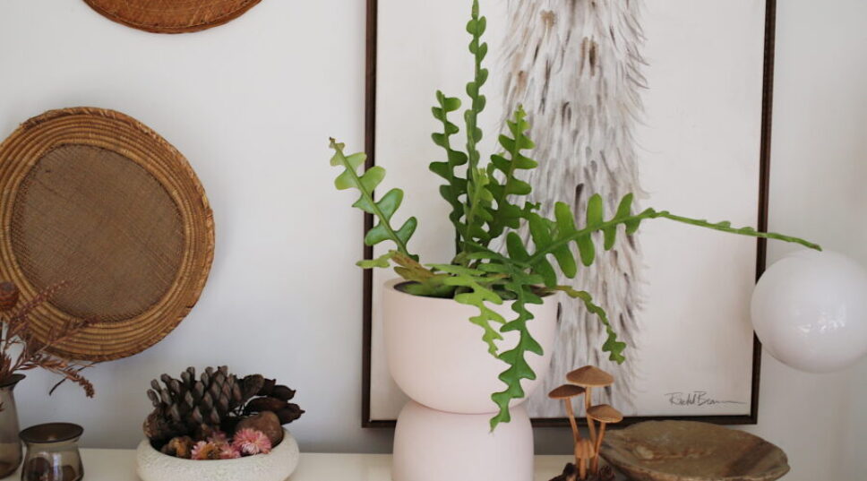 This Is The Next Big Thing in Houseplants (But It's Extremely Hard to Find)