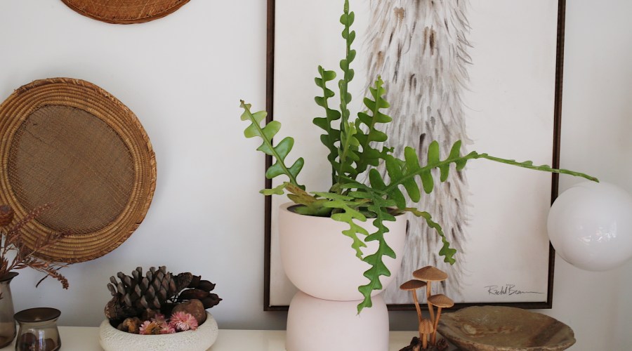 This Is The Next Big Thing in Houseplants (But It's Extremely Hard to Find)