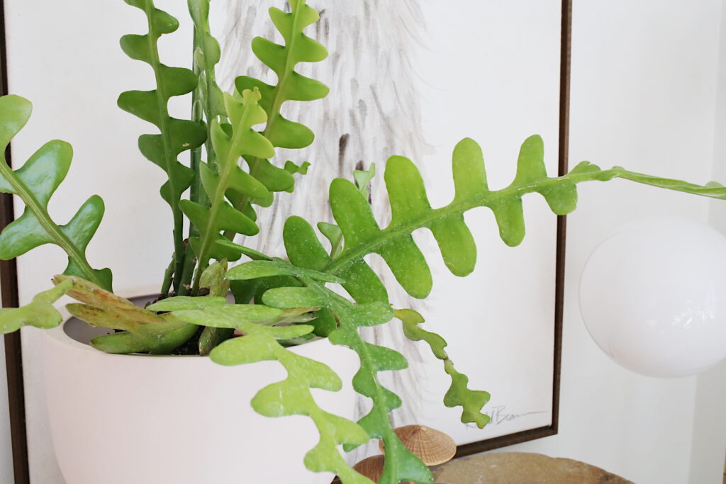 Fishbone Cactus Plant