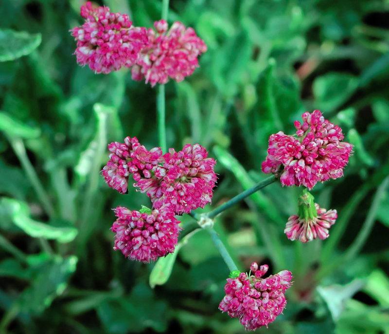 Wildflowers to Plant in Spring for a Summer Color Explosion in Your Yard