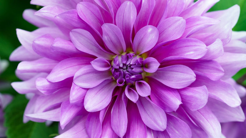 50 Gorgeous Dahlias - Sunset Magazine