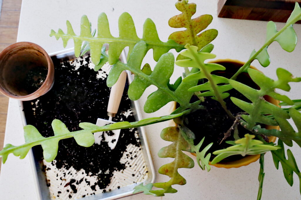 Fishbone Cactus Overhead Shot