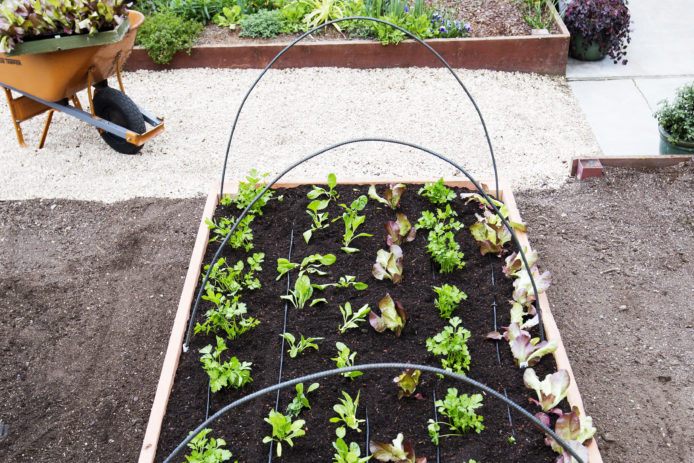 How to Build a Raised Bed—Even If You Have No Idea Where to Start - Sunset  Magazine