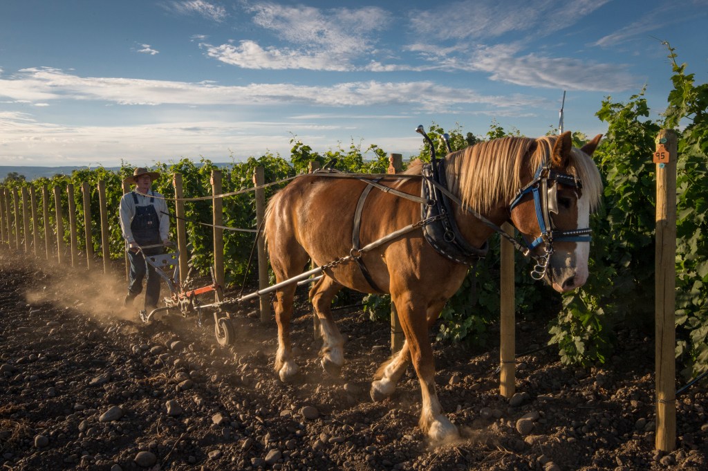 This Vineyard Is Farmed Entirely with Horses. Here's How—and Why