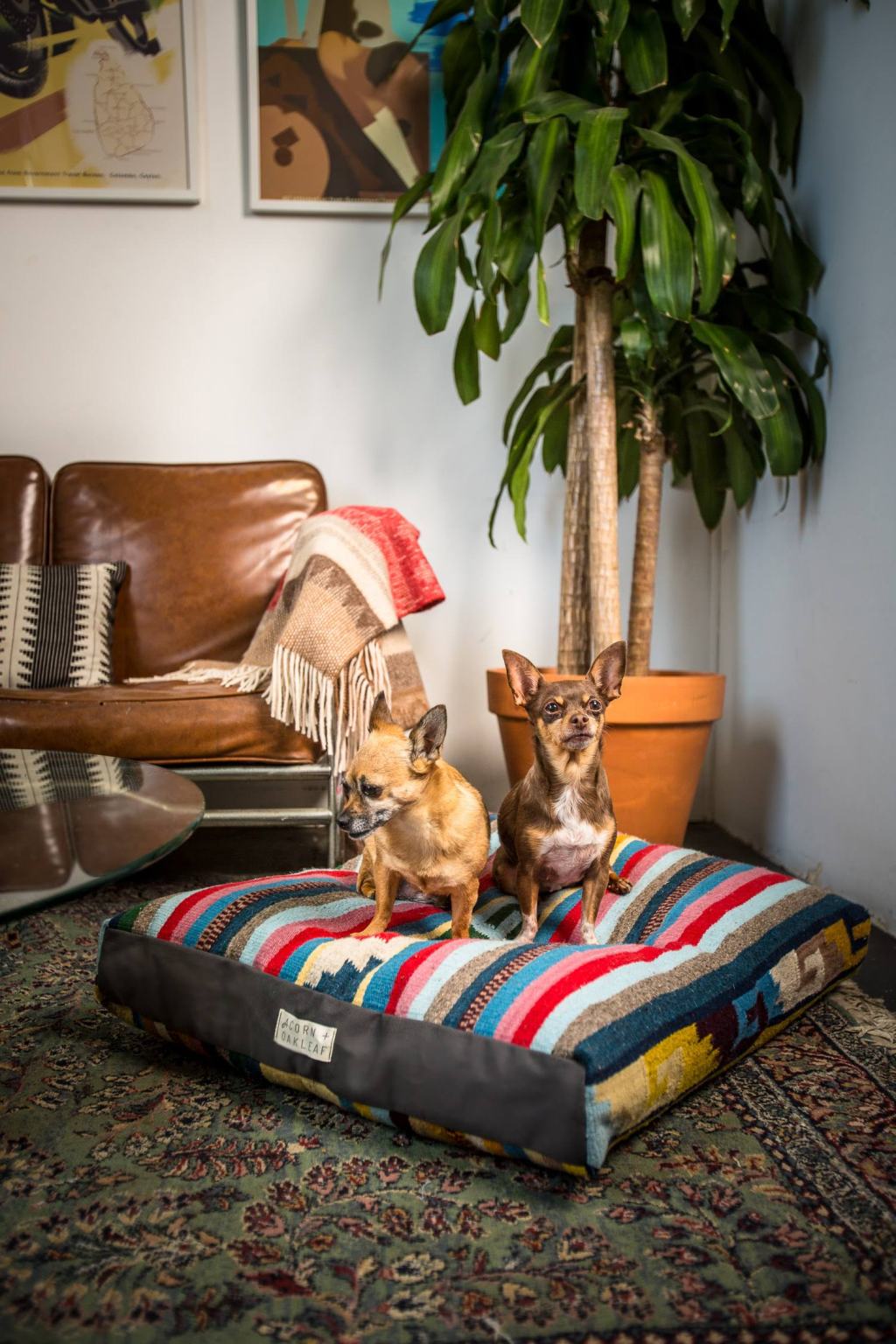 7 Stylish Pet Furniture Picks