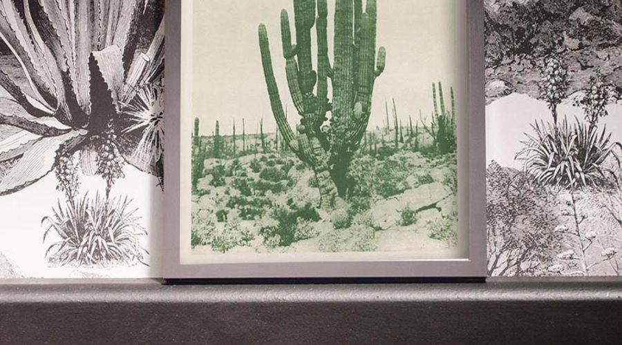 adopt-saguaro-style