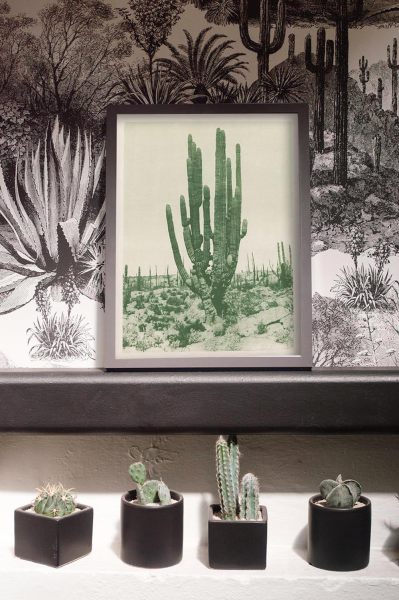 Cactus Decor Ideas & Tips  Sunset Magazine