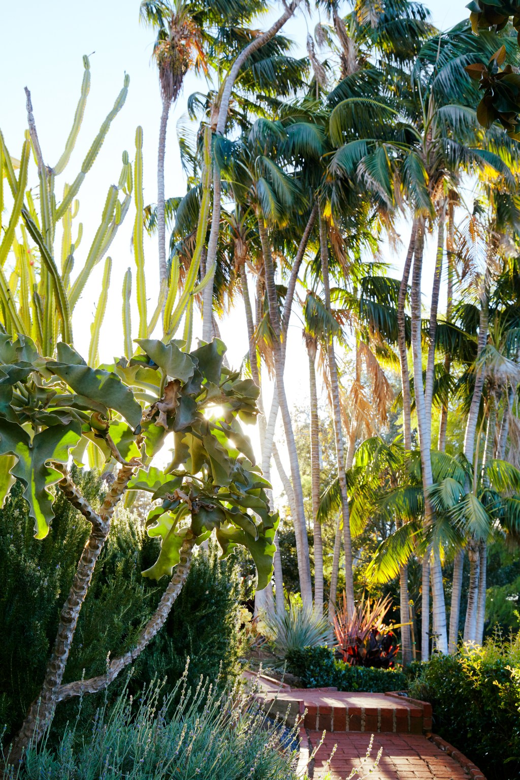 How the Palm Tree Became a Western Icon