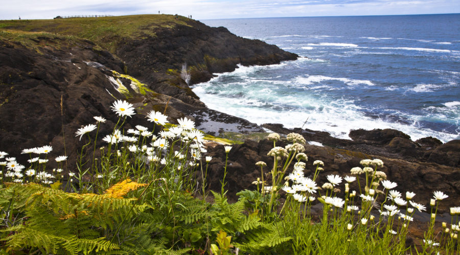 Tell a Whale of an Engagement Tale in Depoe Bay, Oregon