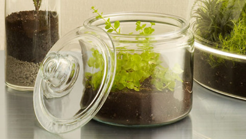 8 Cool DIY Terrariums - Sunset Magazine