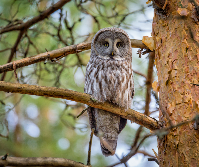 Great Gray Owl.png