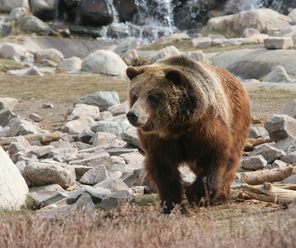 Grizzly Bear.png