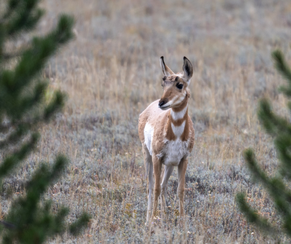 Pronghorn (Hugh Simmons).png