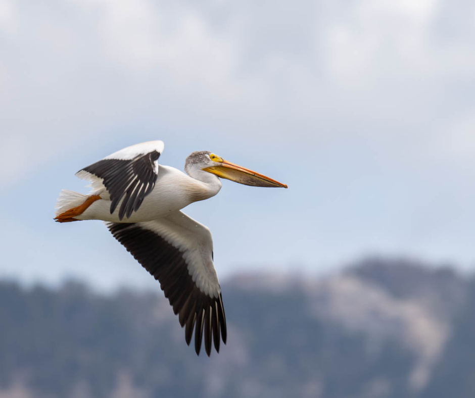 White Pelican (Hugh Simmons).png