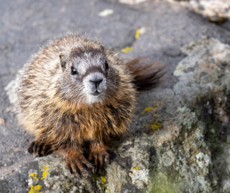 Yellow-bellied Marmot (Hugh Simmons).png