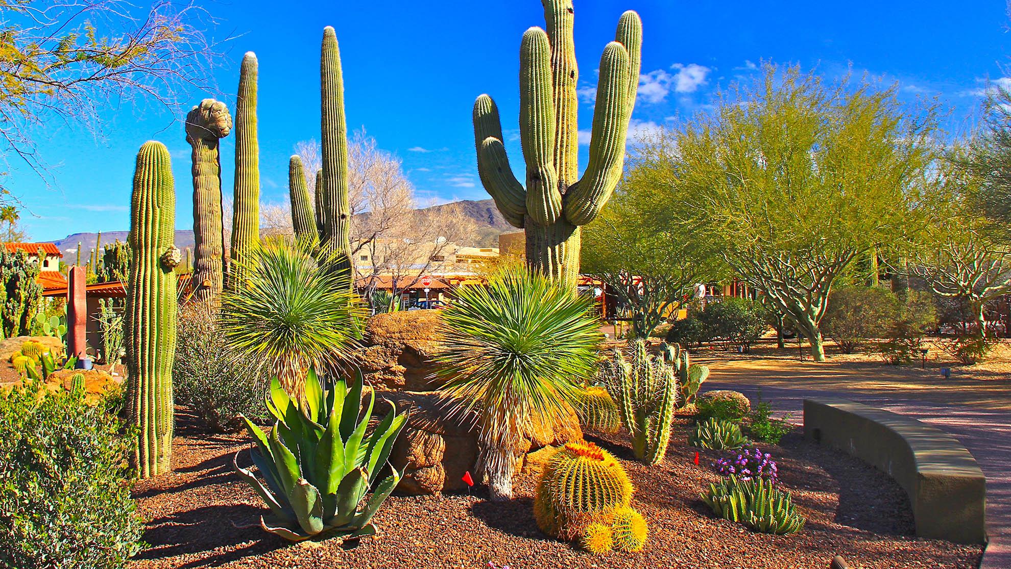 Garden cactus.jpg