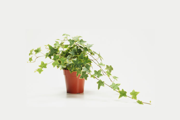 Low Light Air Purifying Plants - 5 Low Maintenance Plants That Can Purify The Air In Your Home Office Accuweather / But just like the golden pothos as effective as some green indoor plants are at purifying air, they may require a little extra care to thrive.