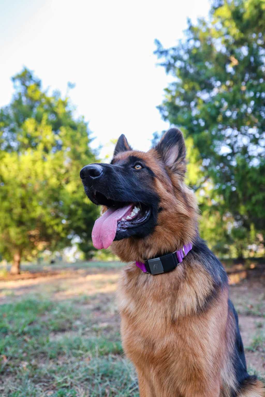 National Park Service Urges Hikers to Leave Dogs at Home