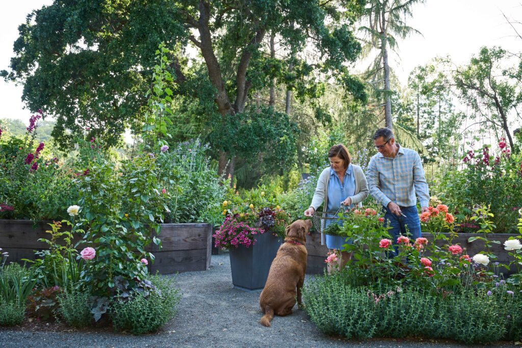 Pet Focused Gardening
