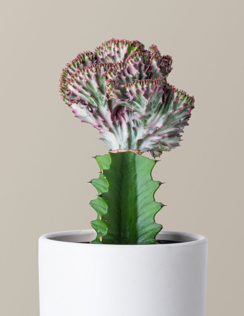 Rare and Collectable Plants: Mermaid Cactus