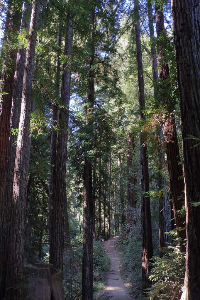 Henry Cowell Redwood State Park
