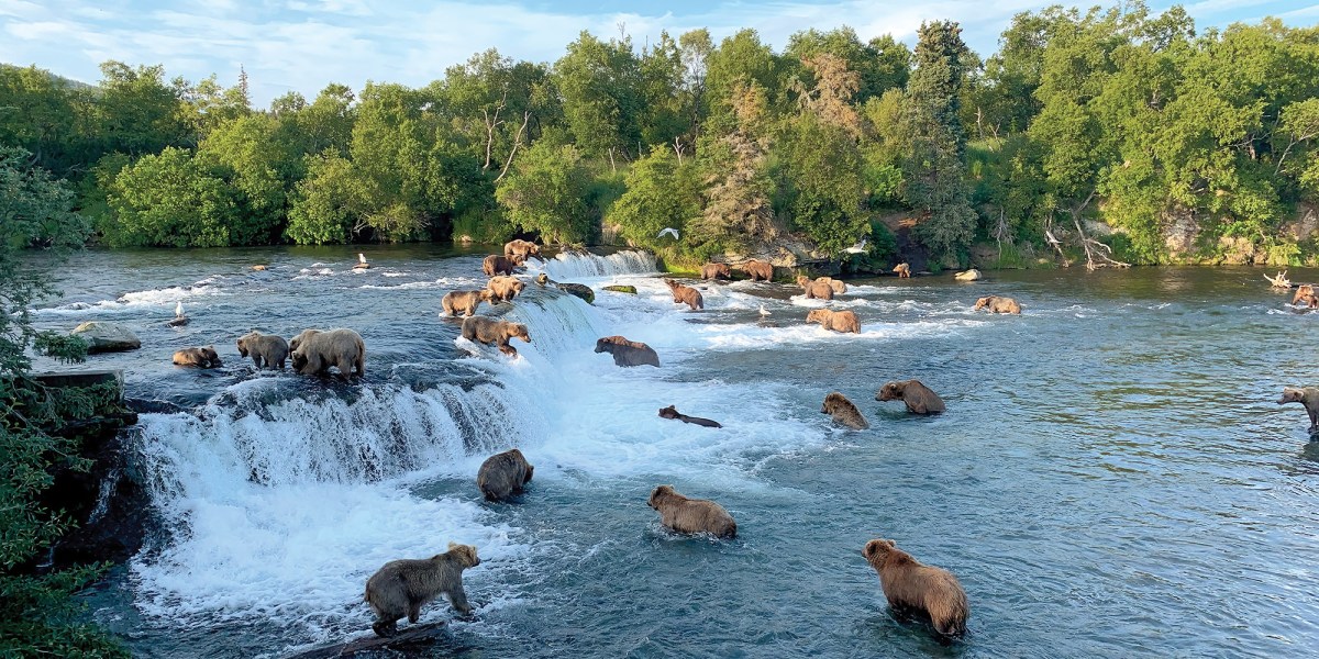 Brown Bears at Brooks Falls in Katmai National Park, Alaska