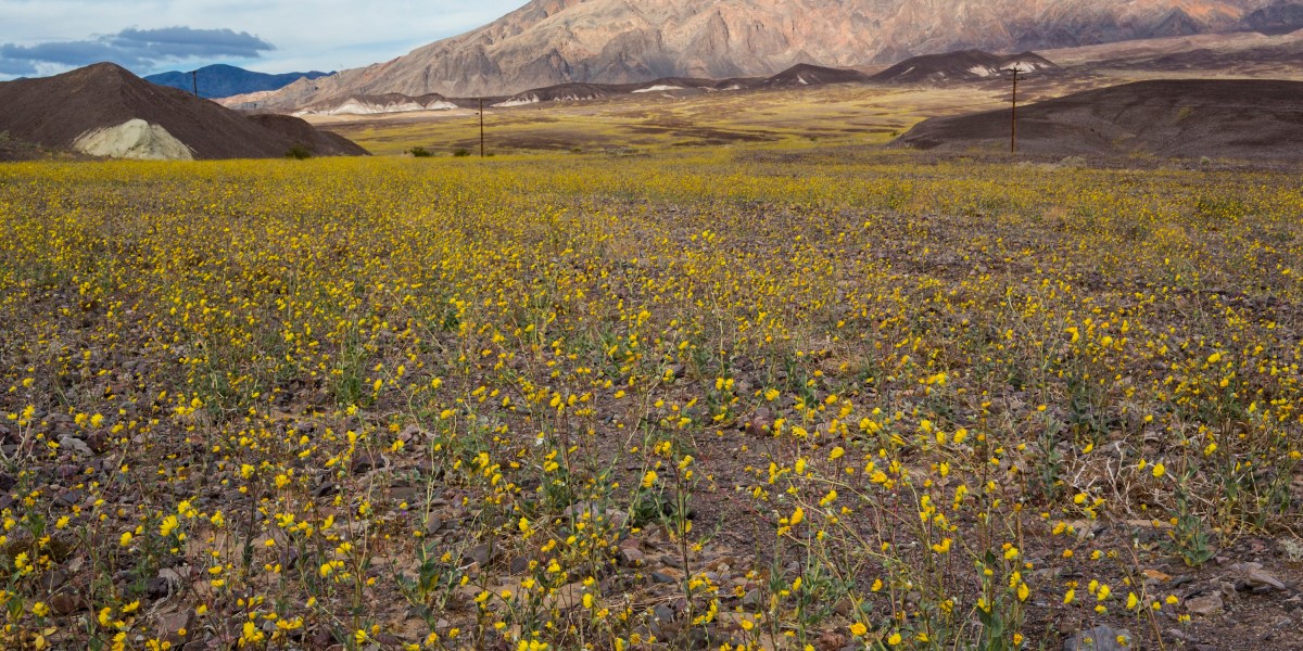 A Once-in-a-Decade Wildflower Superbloom Is Sweeping Across Death Valley