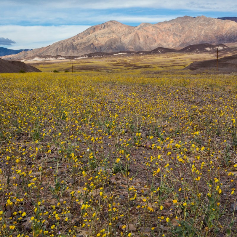 A Once-in-a-Decade Wildflower Superbloom Is Sweeping Across Death Valley