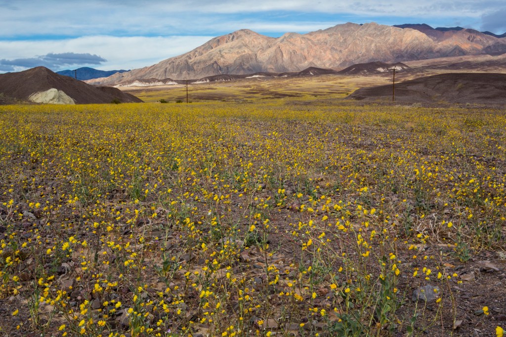A Once-in-a-Decade Wildflower Superbloom Is Sweeping Across Death Valley