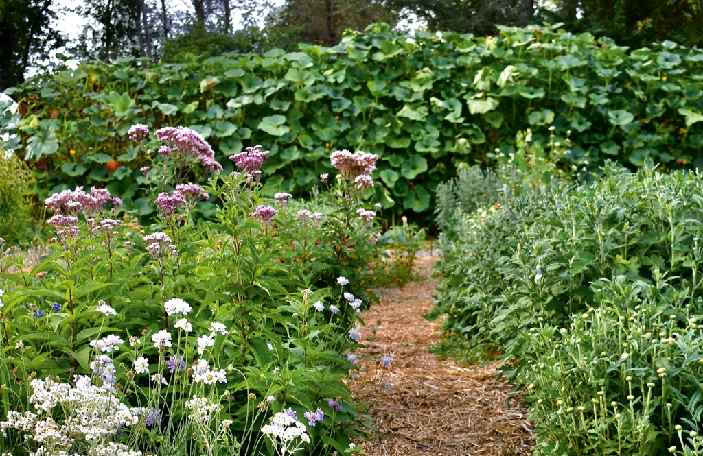 Pumpkin Shade Trellis