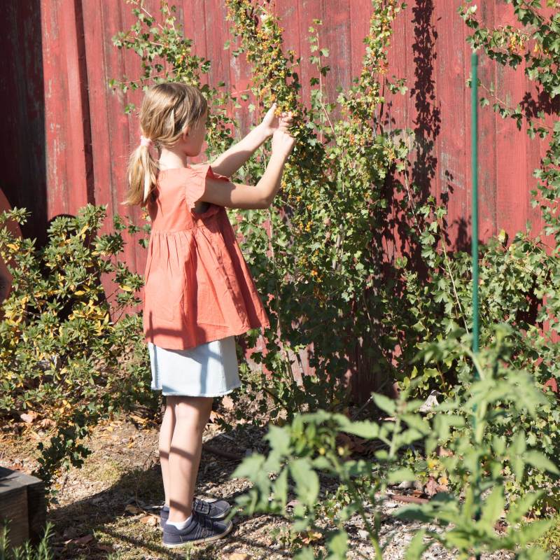 Child Harvesting Ribers Aureum