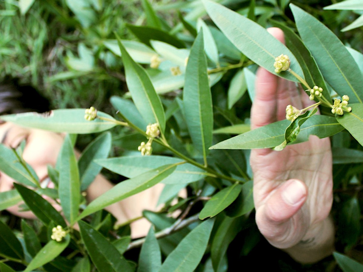 Person Relaxing Under a Bay Laurel Tree