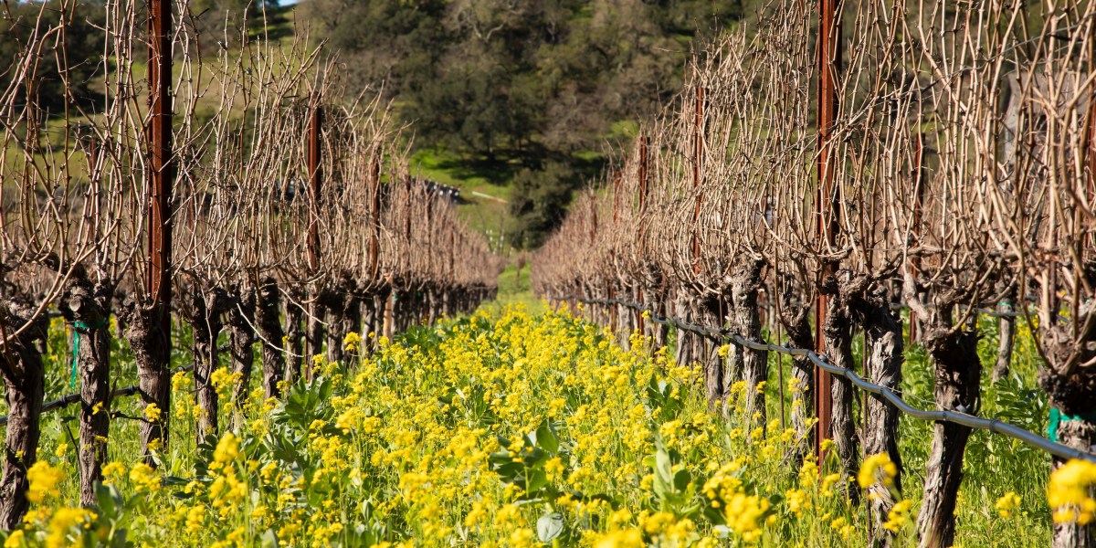 Acidity, Mouthfeel, and More Wine Tasting Jargon, Decoded by Industry Pros