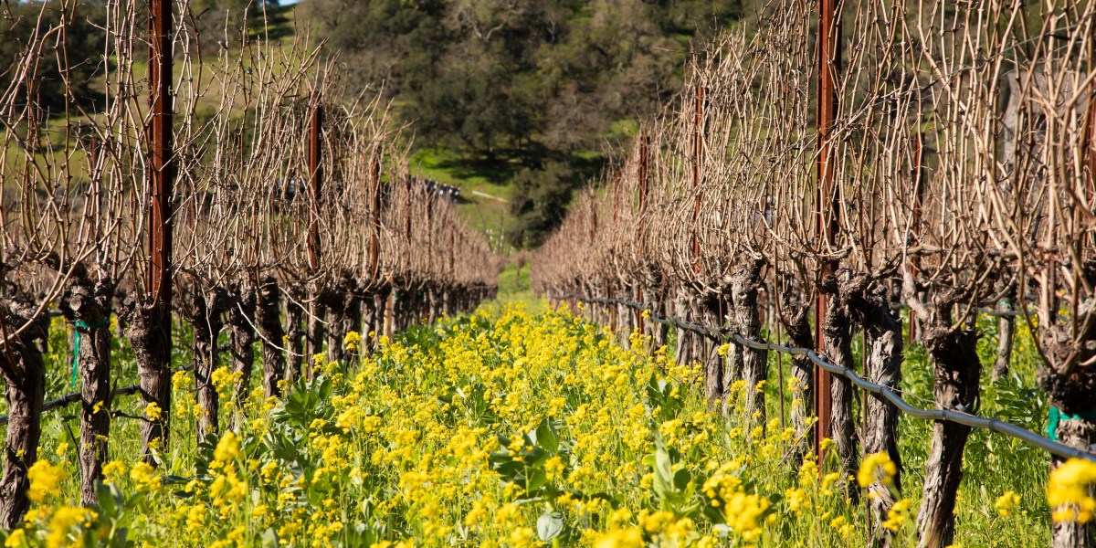 Acidity, Mouthfeel, and More Wine Tasting Jargon, Decoded by Industry Pros