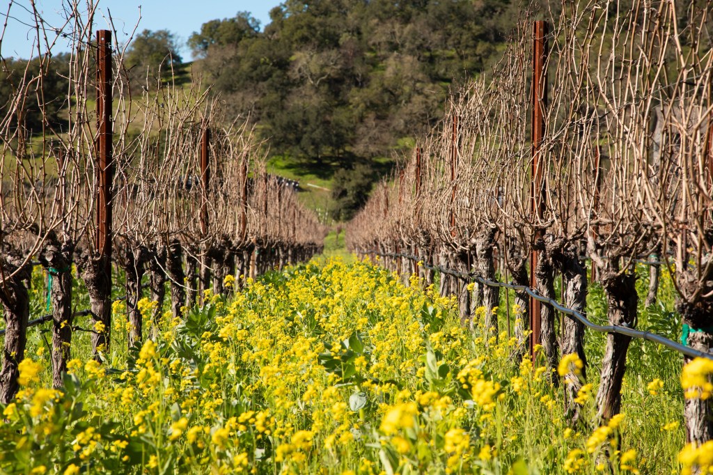 Acidity, Mouthfeel, and More Wine Tasting Jargon, Decoded by Industry Pros