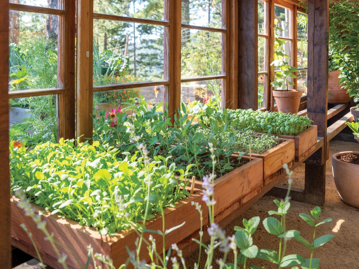 Greenhouse Interior and Beds