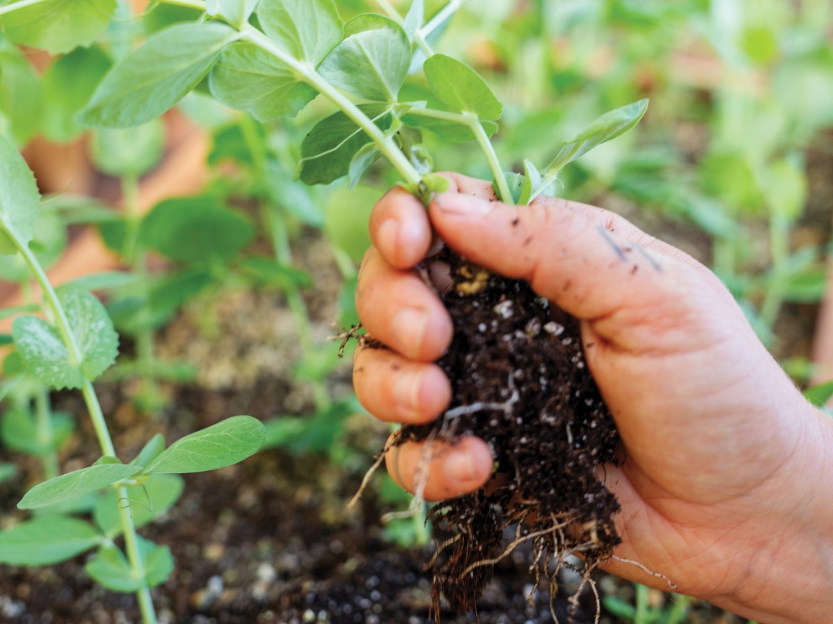 San Geronimo Garden Seed Starts