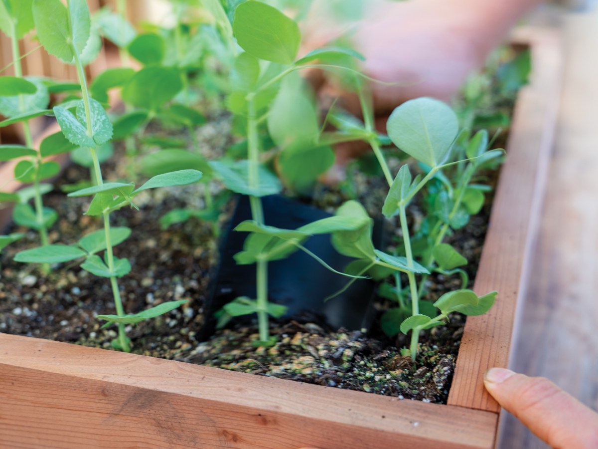 Wooden Seed Tray