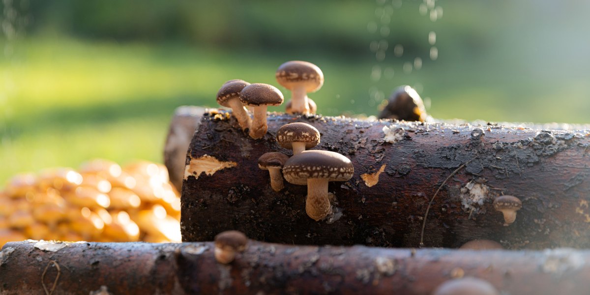 The Ultimate Guide to Mushroom Growing