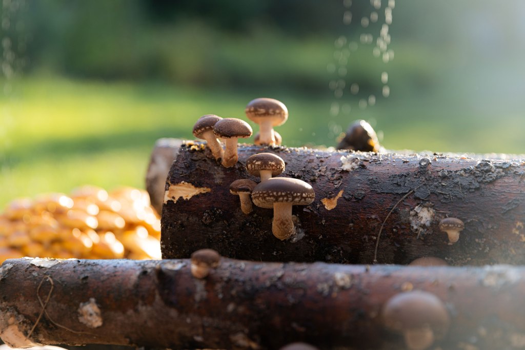 The Ultimate Guide to Mushroom Growing