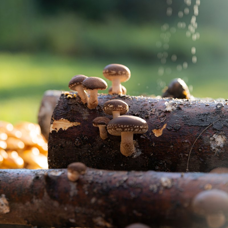 The Ultimate Guide to Mushroom Growing