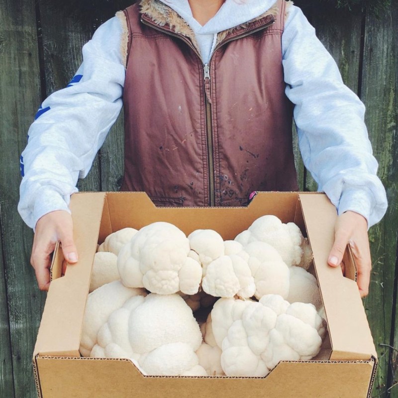Lions Mane Mushrooms
