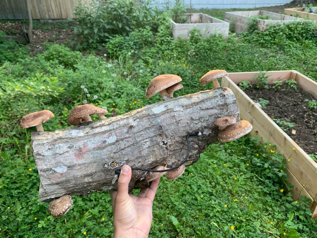 Shiitake Mushrooms Growing on a Log