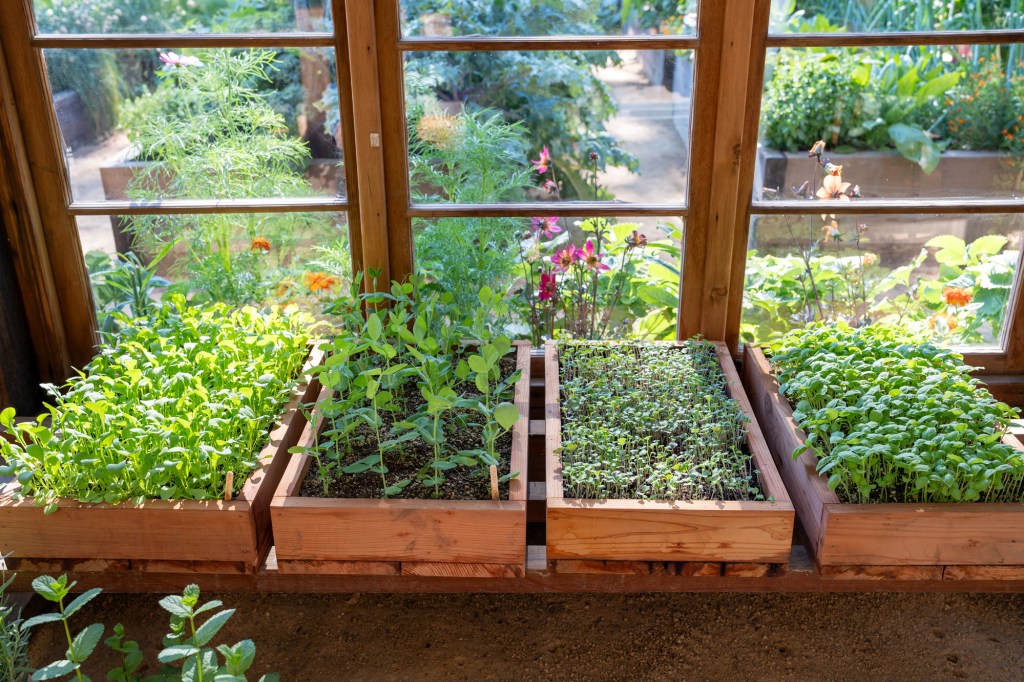 Greenhouse Plant Trays