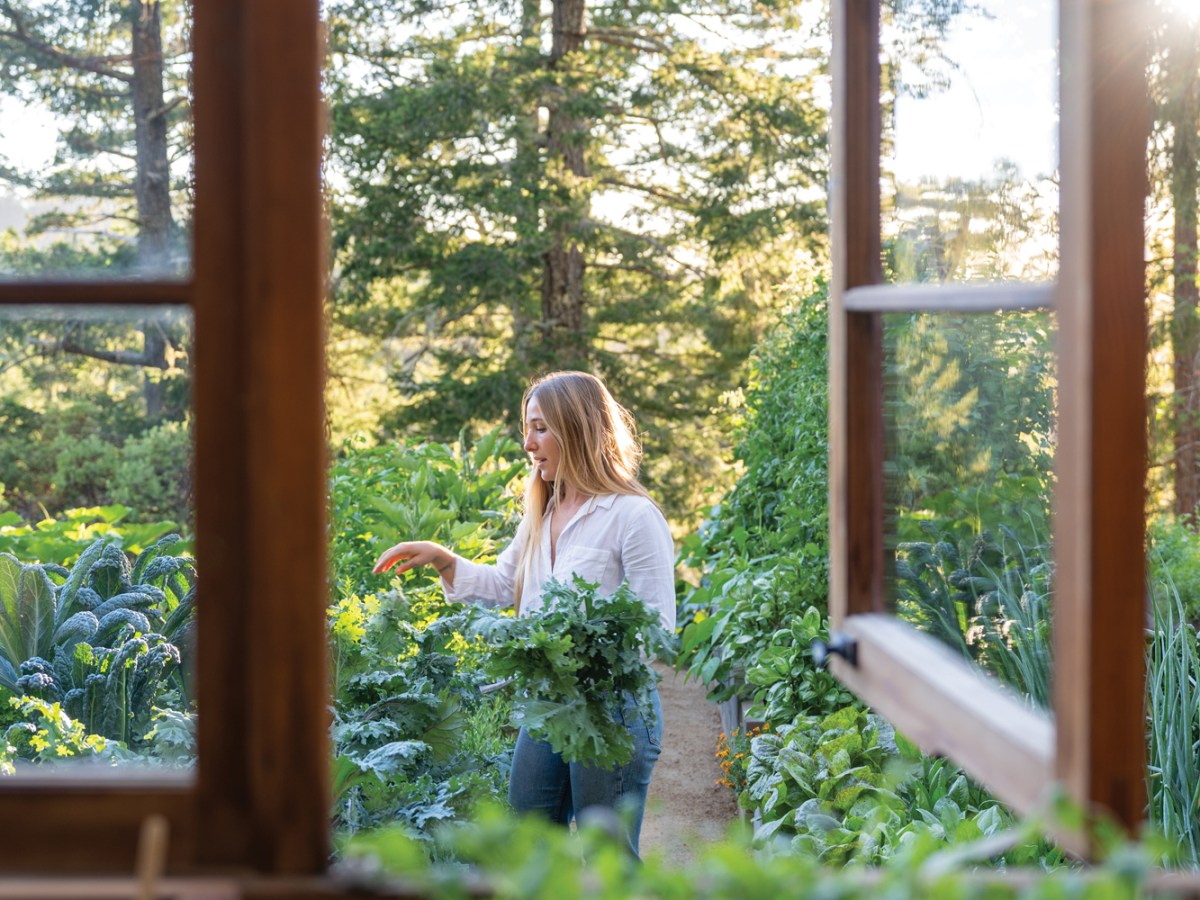 Open Greenhouse Windows