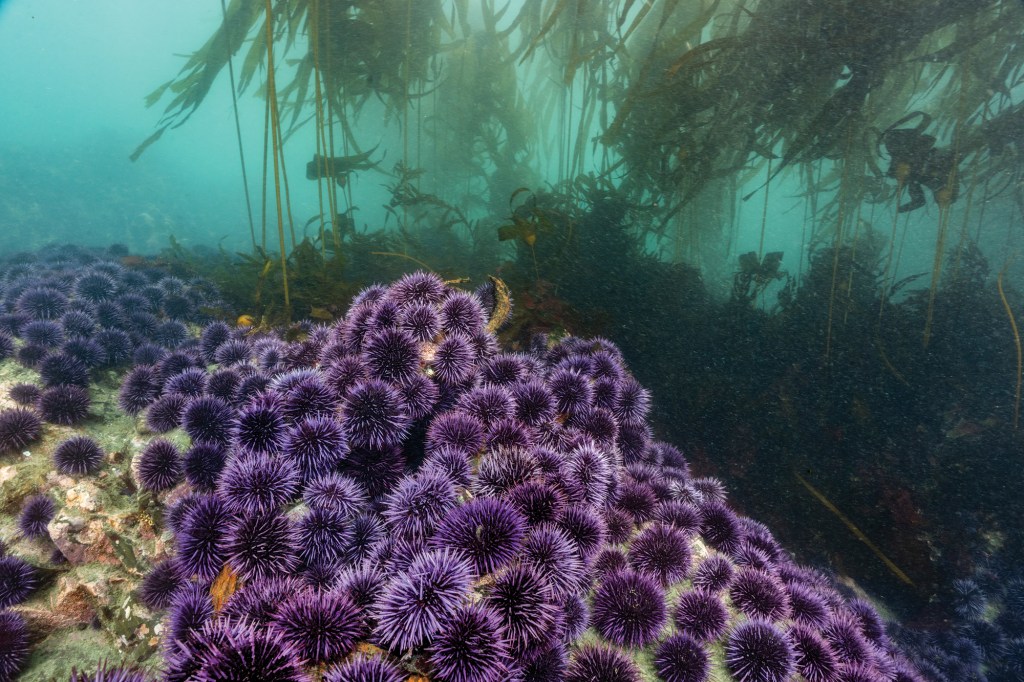 Mendocino sea urchins underwater