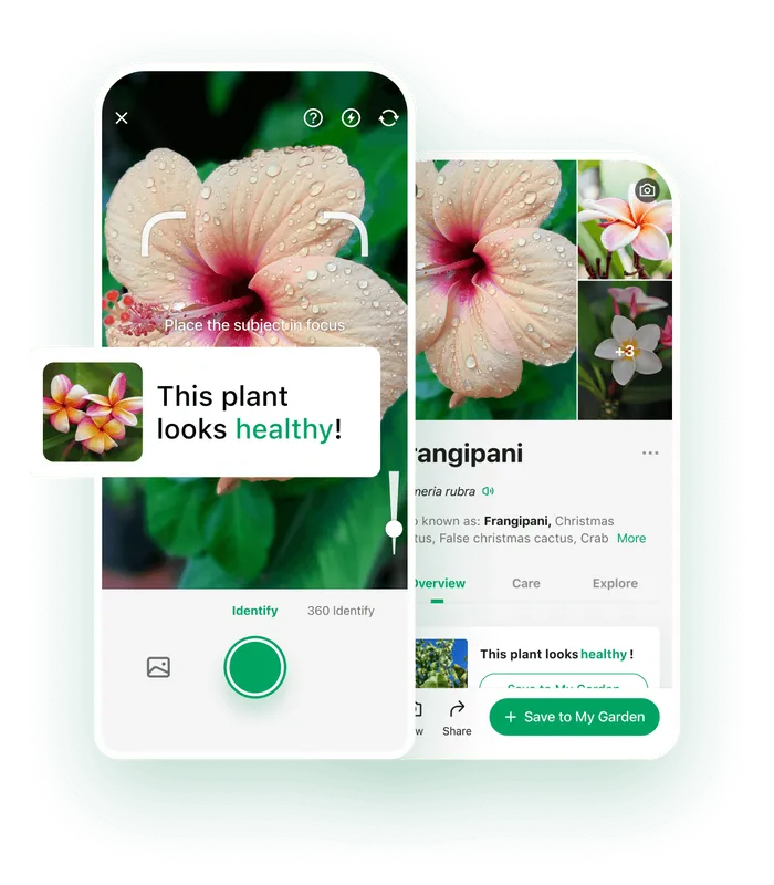 Picture This Diagnostic Page