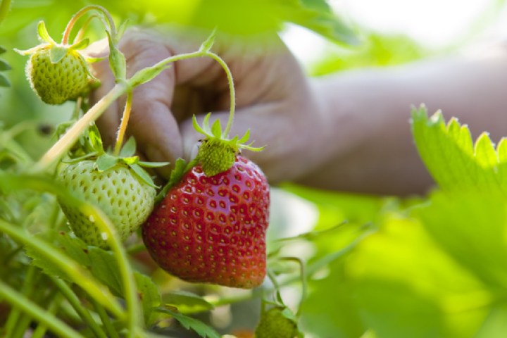 These Are the Farms You Need to Visit for the Best Strawberry Picking in California