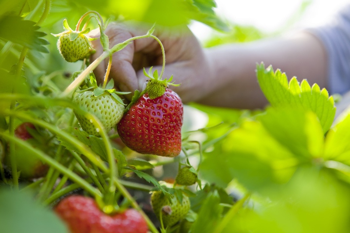These Are the Farms You Need to Visit for the Best Strawberry Picking in California